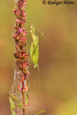 Phaneroptera falcata (Gemeine Sichelschrecke) Männchen