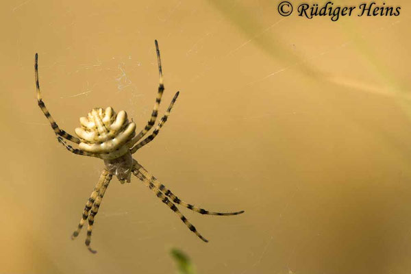Argiope lobata