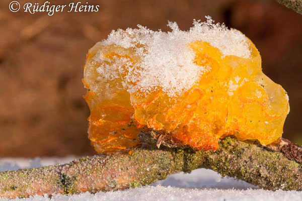 Tremella mesenterica (Goldgelber Zitterling), 20.1.2013