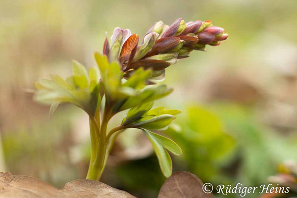 Corydalis cava, Hohler Lerchensporn