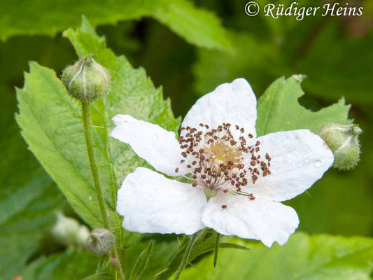 Rubus idaeus (Himbeere), 20.6.2010