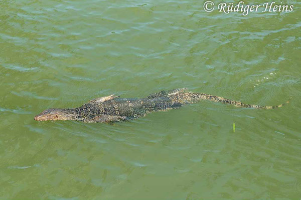 Bindenwaran (Varanus salvator), 25.01.2023 - Panasonic DMC-FZ 1000