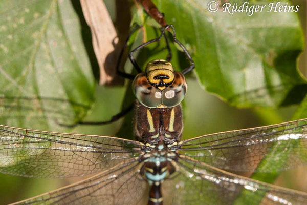 Aeshna juncea, Torf-Mosaikjungfer, Männchen