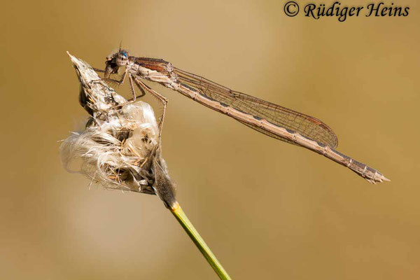 Sympecma fusca (Gemeine Winterlibelle) Weibchen, 30.4.2012