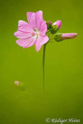 Malva alcea (Rosen-Malve), 27.8.2023