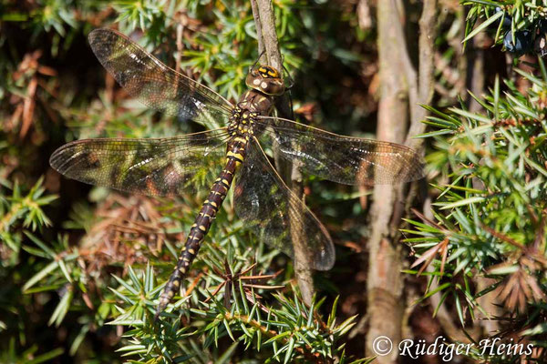 Aeshna subarctica, Hochmoor-Mosaikjungfer, Weibchen