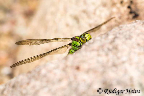 Aeshna cyanea, Blaugrüne Mosaikjungfer, Weibchen