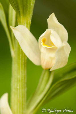 Cephalanthera damasonium (Weißes Waldvöglein), 19.5.2012