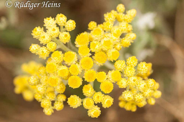 Helichrysum arenarium (Sand-Strohblume)