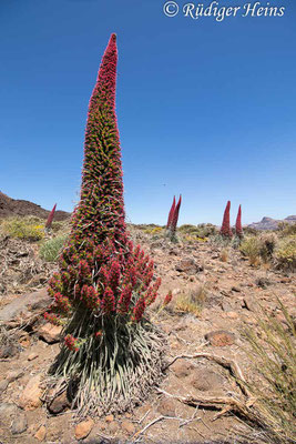 Wildprets Natternkopf (Echium wildpretii), 17.5.2023 - Weitwinkelzoom 10-18mm  f/4.5-5.6 