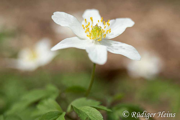 Anemone nemorosa (Buschwindröschen)