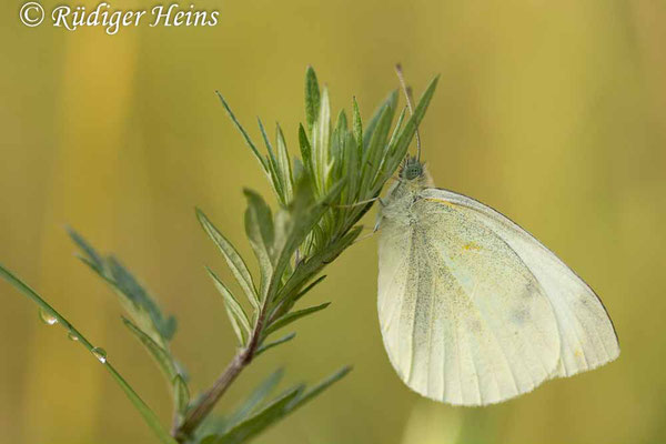 Pieris rapae (Kleiner Kohlweißling), 20.7.2021