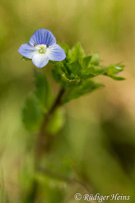 Veronica persica (Persischer Ehrenpreis), 9.4.2017