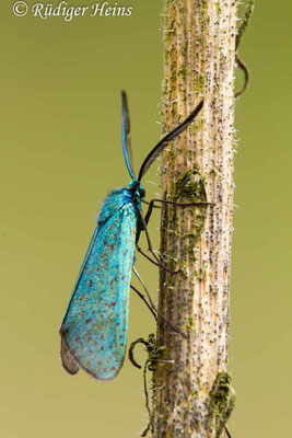 Adscita statices (Ampfer-Grünwidderchen), 19.7.2018