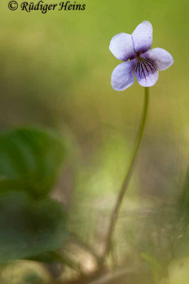 Viola palustris (Sumpf-Veilchen), 9.5.2020