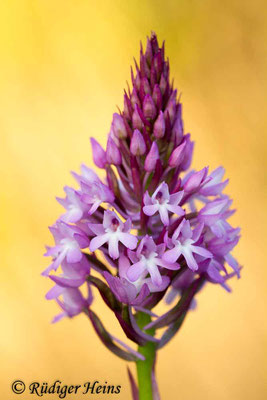 Anacamptis pyramidalis (Pyramiden-Hundswurz), 14.5.2014