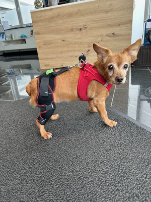 Hund mit Kniebandagen