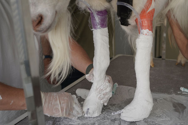 DILECTUS Bild zeigt eine Ziege mit Gips eingebundenen Pfoten und korrigierter Stellung der Pfoten