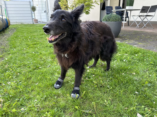 Hund mit Schuhen an beiden Vorderpfoten
