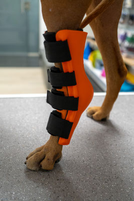 Hund mit Orthese hinten links