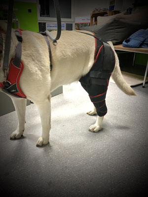 Hund mit einer Bandage am Knie hinten links