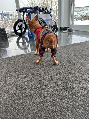 Hund mit Kniebandagen