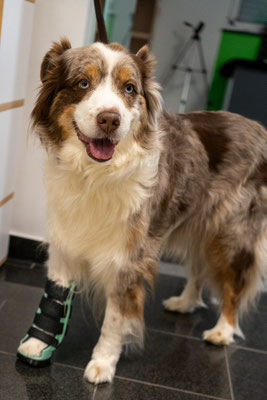 Hund mit Orthese vorne rechts