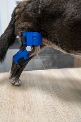 Hund mit 3D-Knieorthese Rechts