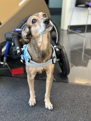 Hund in einem Hunderolli