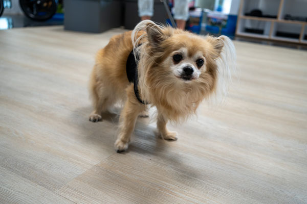 Hund mit einer Schulterbandage.