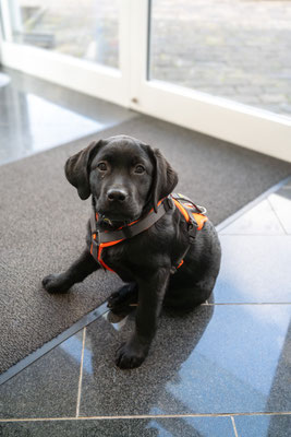 Labrador Welpe 