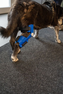 Hund mit 3D-Knieorthese Rechts