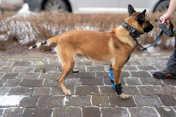 Hund mit einem Rutenschutz