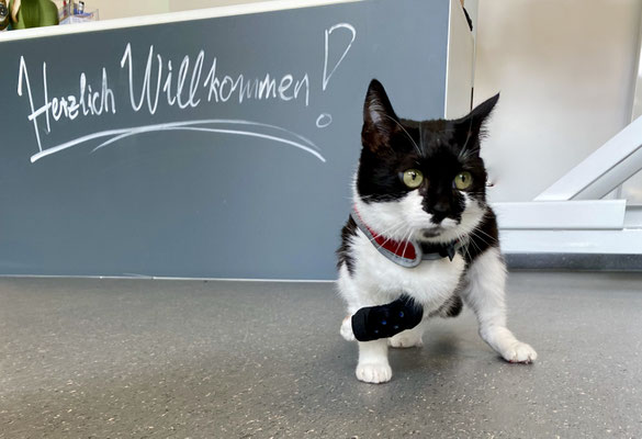 Katze mit einer Orthese vorne rechts