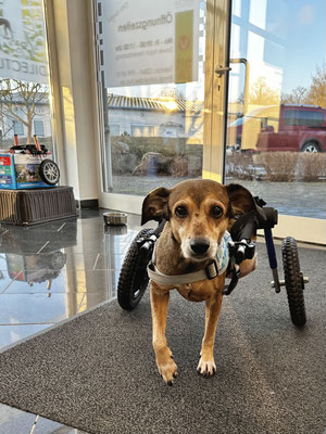 Hund in einem Hunderolli