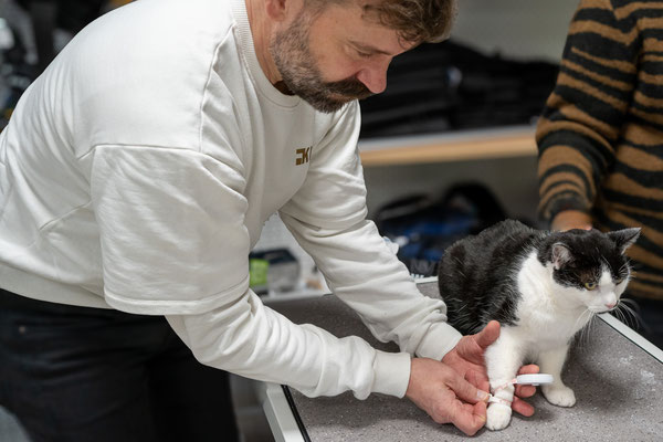 Ausmessen der Pfote einer Katze für eine Pfotenversorgung