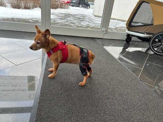 Hund mit Kniebandagen