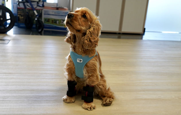 Hund mit Bandagen an beiden Vorderpfoten