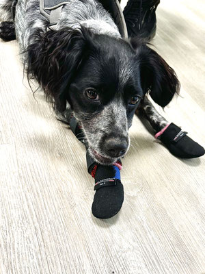Hund mit Antirutschsocken für mehr Stabilität beim Laufen und Aufstehen
