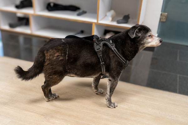 Hunde mit Kreuzbandabriss rechts