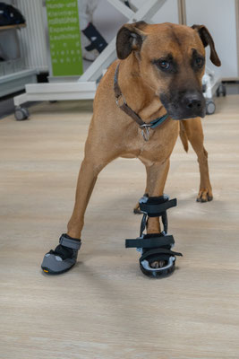 Hund mit einer dynamischen Orthese für die links Vorderpfote. Diese ermöglicht eine Stabilisierung in der Pfote und Bewegung im Karpalgelenk.