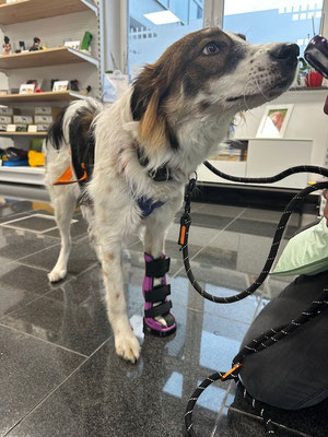 Hund mit Orthese vorne links