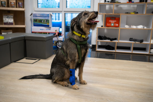 Hund mit einer Orthese zur Stabilisierung des Karpalgelenk mit frei beweglicher Pfote.