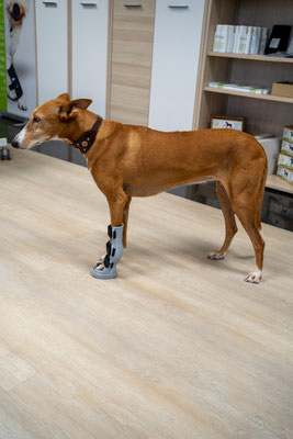 Hund mit einer Orthese an der linke Vorderpfote