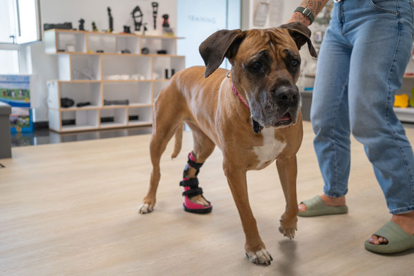 Hund mit einer dynamischen Orthese für das linke Hinterbein. Diese ermöglicht eine Stabilisierung in der Pfote und Bewegung im Sprunggelenk.