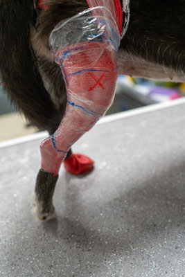 Hundeknie mit Anzeichnen und Vorbereitung für den Gipsabdruck zur Erstellung einer Knieorthese