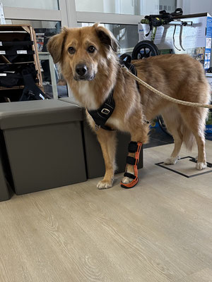 Hund mit einer Orthese für die linke Verpfote