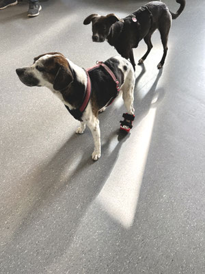 Hund mit Orthese hinten links