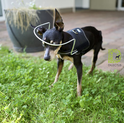 Hund mit einer Sehstörung und einem Kopfschutz in Sonderanfertigung. Somit kann er sich bestenfalls nicht mehr am Kopf verletzen.