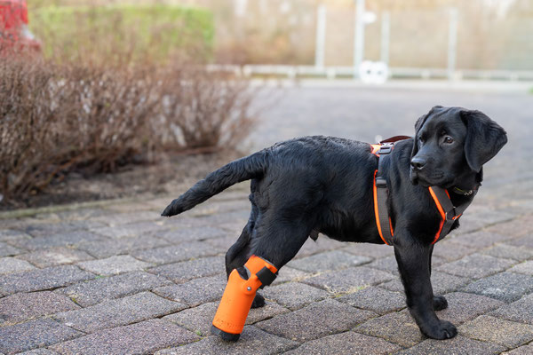 Labrador Welpe mit einer Hundeprothese mit Längenverstellung für die rechte Hinterpfote